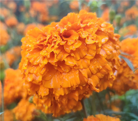 云南马关：万寿菊花开 百姓幸福来