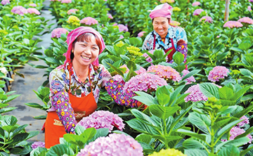 COP15·春城之邀 | 晋宁绣球花热销国内外市场