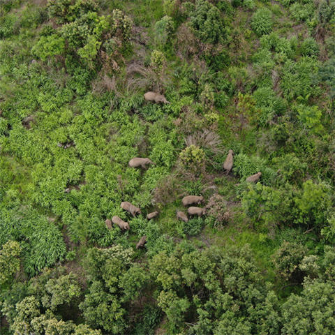 北移亚洲象群持续在元江南岸活动 距普洱辖区最近8.5公里