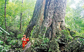 COP15·春城之邀 | 马关古林箐：全国面积最大的蚬木林