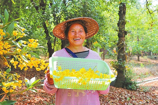 云南龙陵县紫皮石斛产量占全国70% 全产业链格局成型