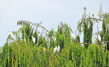 COP15·春城之邀 | 生态好 大姚成候鸟迁徙“驿站”
