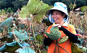 走进乡村看小康｜“荷”你有约 小村振兴“莲”经济