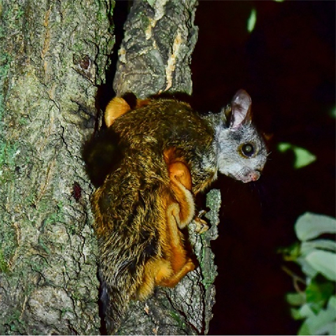 保山生物多样性之美：会飞的“老鼠”