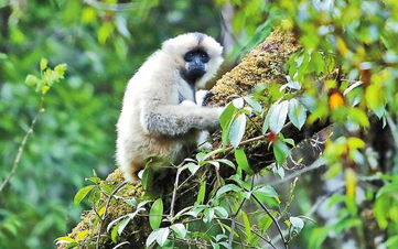 COP15·春城之邀丨携手共护七彩云南生物多样性