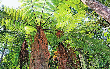 COP15·春城之邀丨广南多措并举保护万亩桫椤