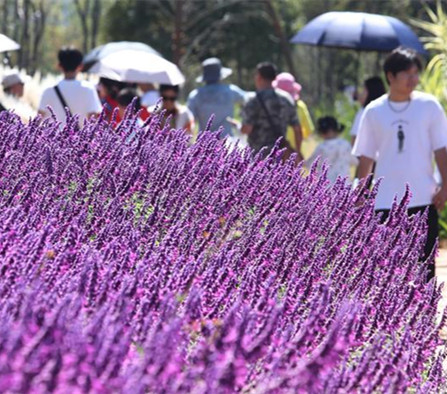 中秋打卡草海隧道公园 享受生态休闲假日