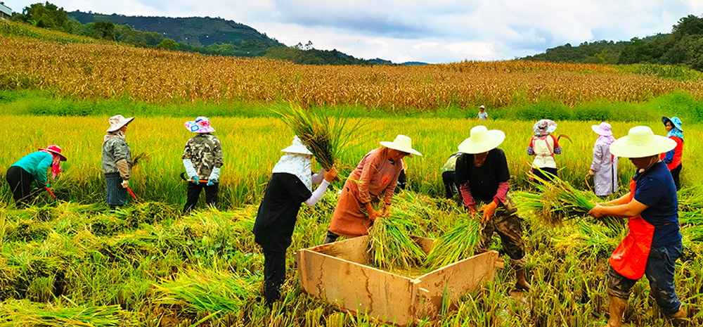 ການເກັບກ່ຽວທີ່ອຸດົມສົມບູນໃນທົ່ງນາແລະບ້ານຕ່າງໆຂອງແຂວງຢຸນນານ