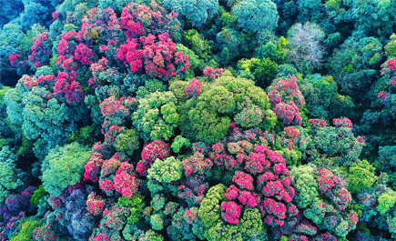 高黎贡山：生命的博物馆