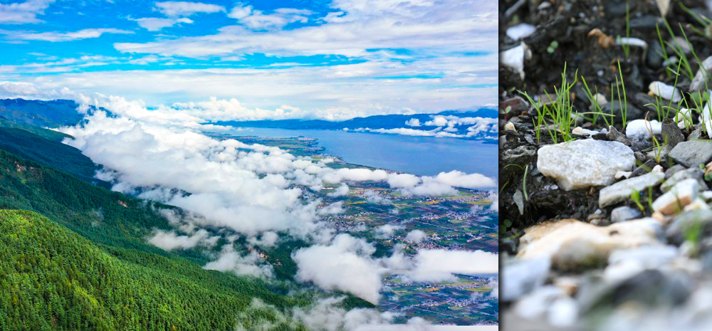 洱海畔、苍山上，希望的种子已发芽