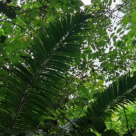 寻植物界的“活化石”滇南苏铁