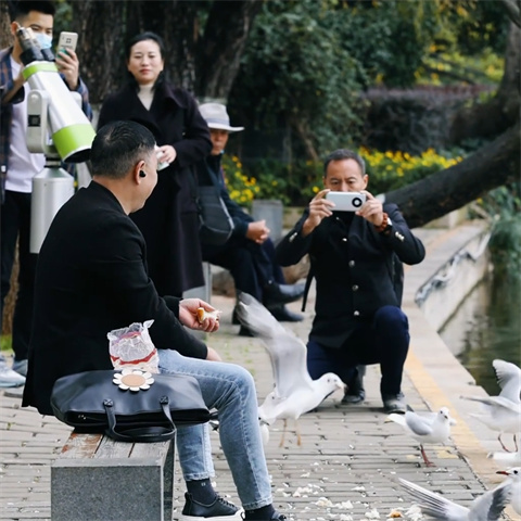 在昆明，赴一场红嘴鸥的翠湖之约