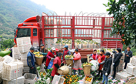 走进乡村看小康丨橘香四溢满山坡 村民丰收甜蜜蜜