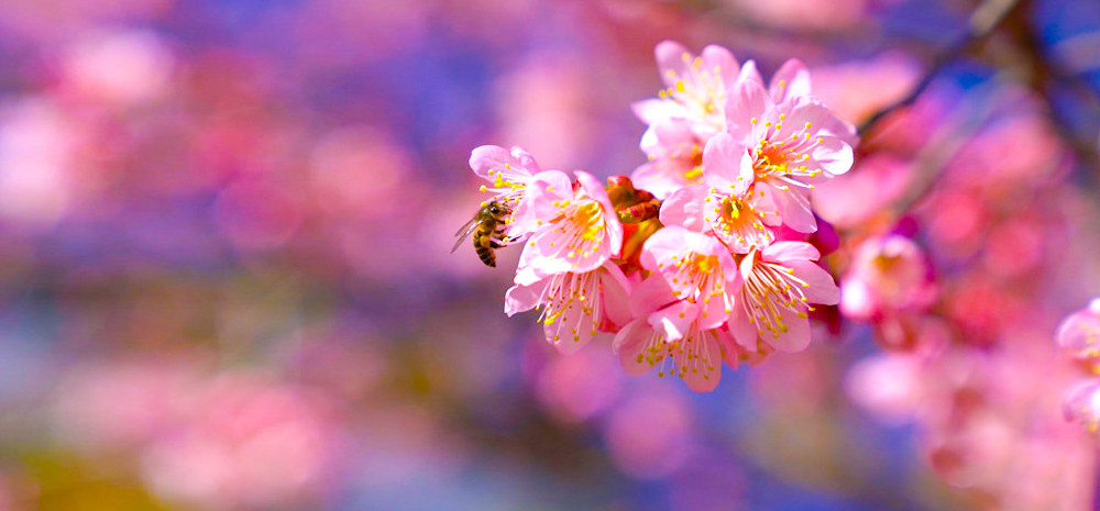 醉美冬韵·抚仙湖畔樱花