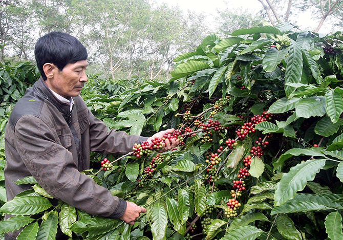 越南咖啡出口量居世界第二