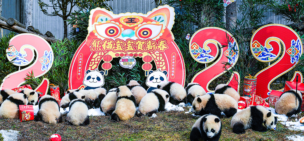 20只熊猫宝宝集体亮相贺新春