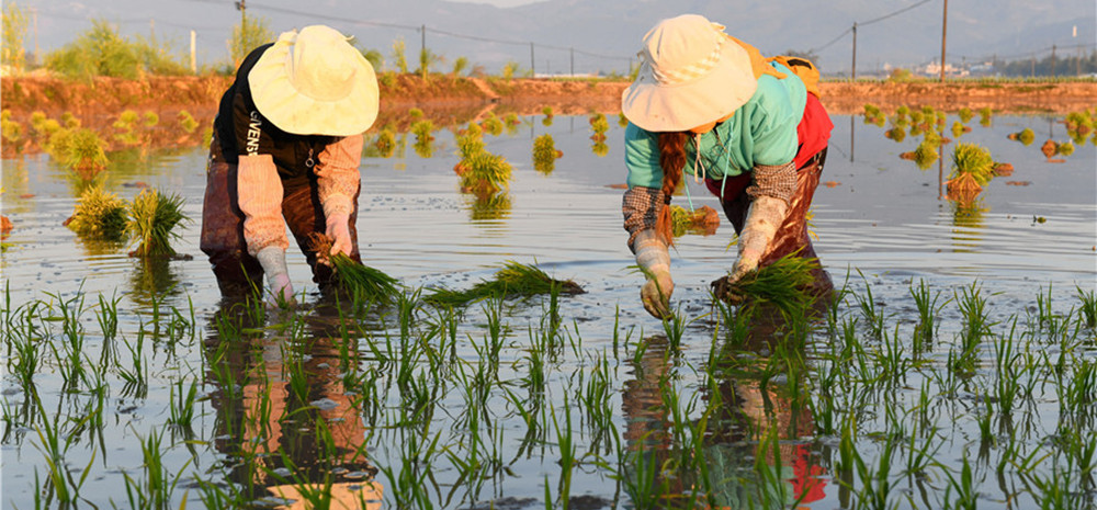 ယူနန္မုန႔္ဟိုင္တြင္ ေႏြဦးလယ္ထြန္စိုက္ပ်ိဳးေရးအရွိန္အဟုန္ျမင့္ေျပာင္းလဲ