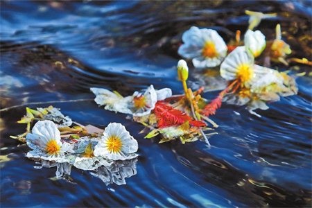 “生态精灵”海菜花绽放滇池草海
