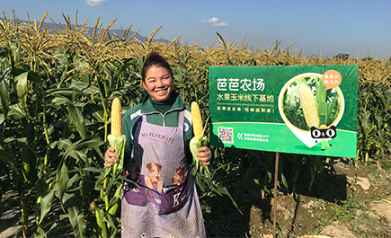 云菜供给升级 龙头带动市场