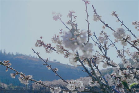 云南昆明阳宗海：樱桃花开春意浓