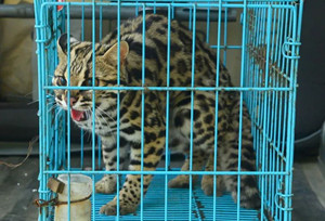 တယ္ဟုန္တြင္ က်က္စားေနထိုင္ေသာ leopard cat တစ္ေကာင္သည္ က်န္းမာေရး ေကာင္းမြန္ၿပီး ေတာထဲသို႔ ျပန္ေရာက္