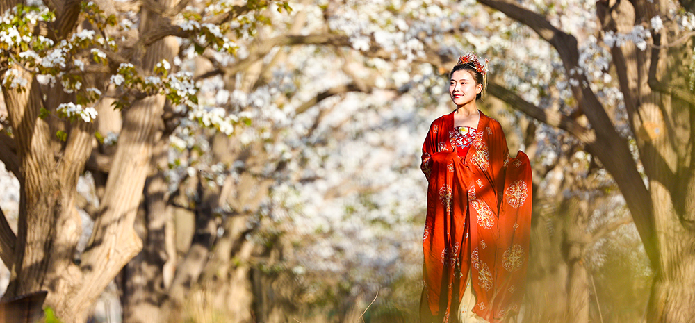百年梨园“云赏花”