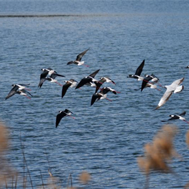 Black-winged stilts observed at Zhongjihai