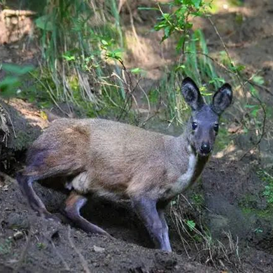 Go Deep in Lijiang: Musk deer shows up in Yulong