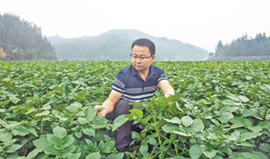 Entrepreneur brings fortune to farmers by promoting cultivation of winter potato