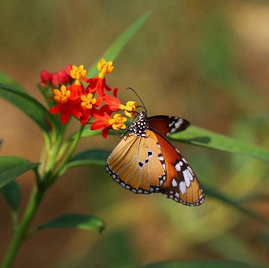 Butterflies will flutter by soon in Yunnan