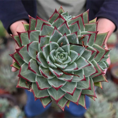 Go deep in Lijiang: Young couple thrive on planting succulents