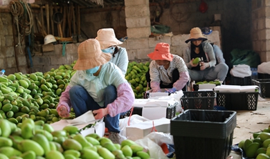 China-Laos friendship: Railway allows Yuanjiang specialties to go abroad