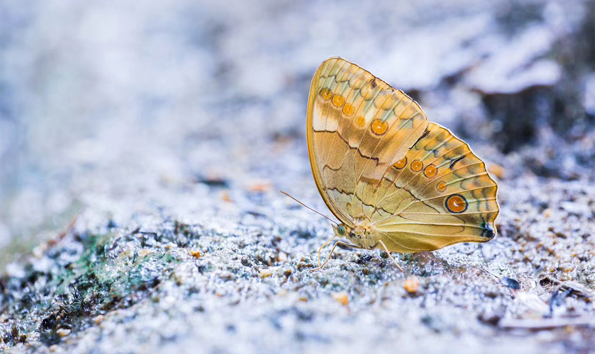 Đến Thung lũng bướm Hồng Hà Trung Quốc chiêm ngưỡng “thời thơ ấu” của bươm bướm