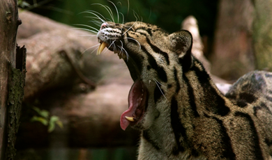 ကြောင်တိရစ္ဆာန်များအနက် အသွင်လှပသော clouded leopard ကျားသစ်