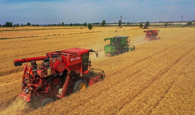 China reaps bumper summer harvest securing food security