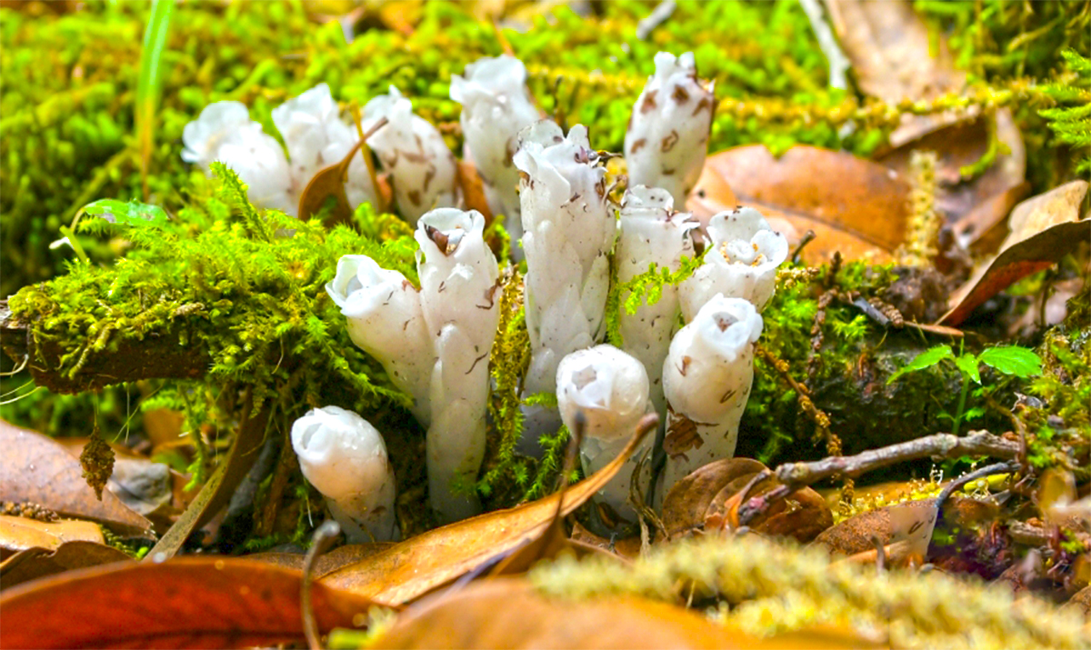 1000余株！珍稀濒危植物水晶兰现身云南昌宁
