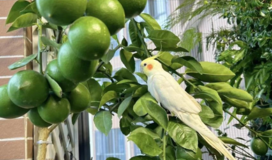 Balcony gardening creates idyllic life for urban youth