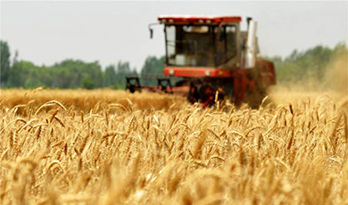 Trung Quốc hoàn thành thu hoạch gần 3/4 lúa mì ở các khu vực sản xuất lương thực vụ hè chủ chốt trên cả nước