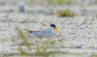 River Tern ငှက်သည် ငှက်ပေါက်ကလေးအား ကာကွယ်ရန် ရက်စက်ကြမ်းကြုတ်သောတိရစ္ဆာန်များအား တိုက်ခိုက်ခုခံခဲ့