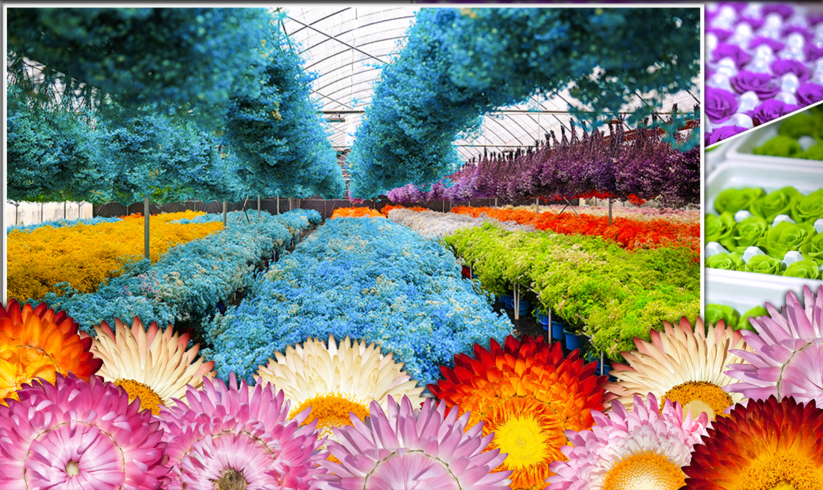 云南嵩明一朵永生花的风景