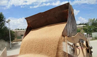 Summer grain price makes farmers happy in Xinjiang