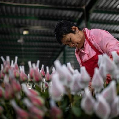 Jinning boosts floral industry through infusion of technology