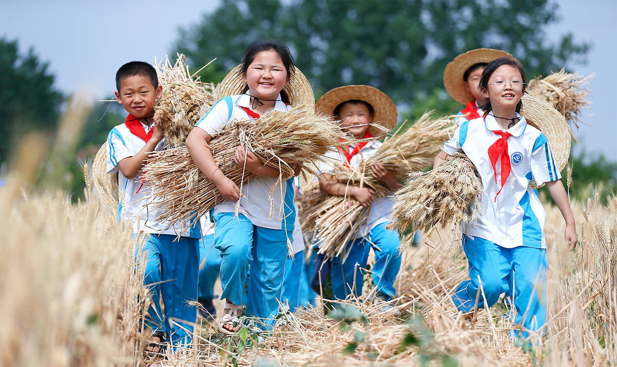 Sơn Đông, Trung Quốc: “Nông dân trồng lúa” bận rộn thu hoạch trong trường