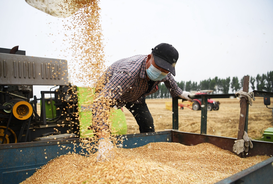 Li: Stable, large grain harvests key