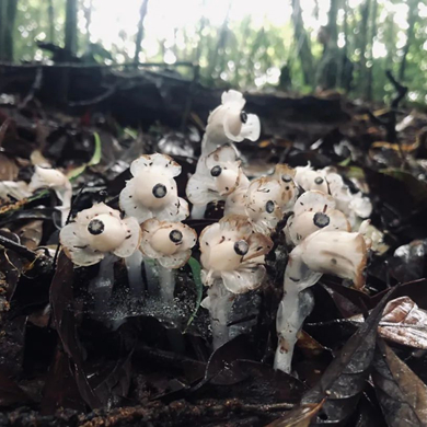 Indian pipes first discovered in Mt. Ailao