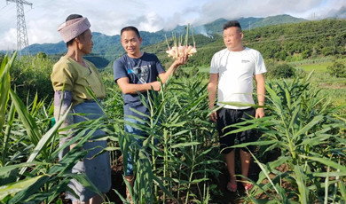 ဆရာကျောက်သည် မြန်မာနိုင်ငံတွင် စိုက်ပျိုးရေးနည်းပညာများ မျှဝေပေးခဲ့