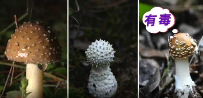 识别毒菌子原创科普视频《识菌调》首发！
