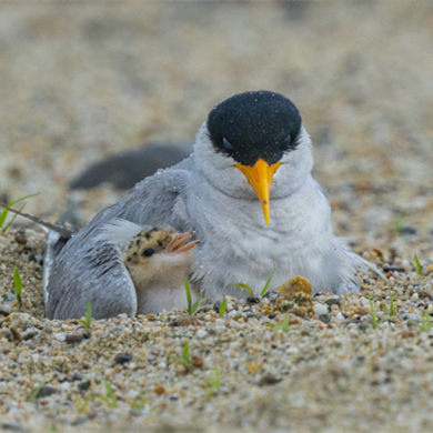 Rare birds feeding nestling in Yunnan