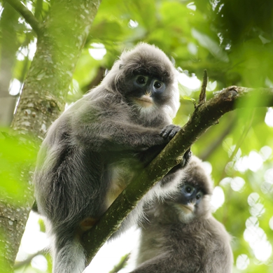 Gray langurs take turns to act as guard