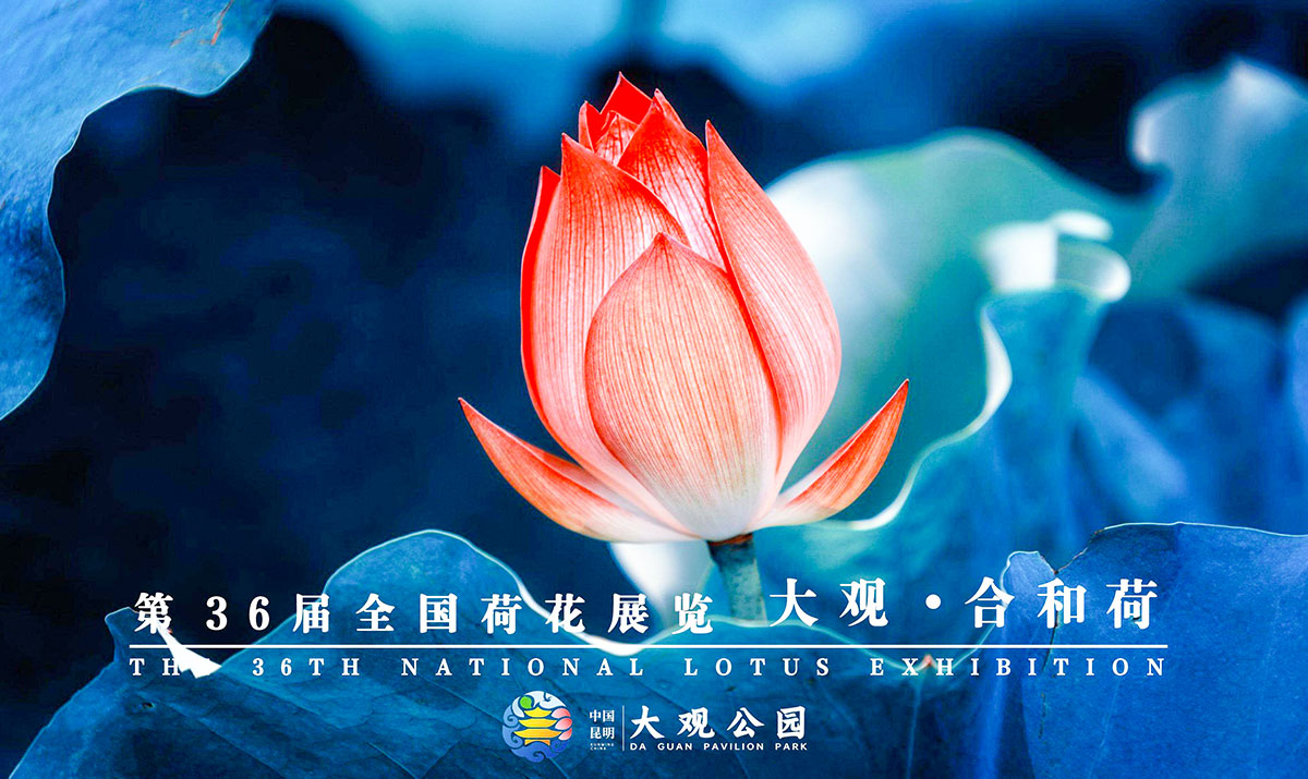昆明：荷花展引游人